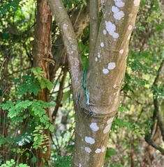 Philothamnus punctatus