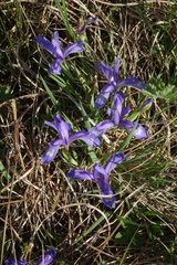 Iris ruthenica