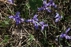 Iris ruthenica