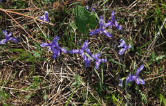 Iris ruthenica