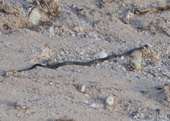 Diadophis punctatus regalis