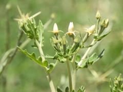 Mentzelia albescens