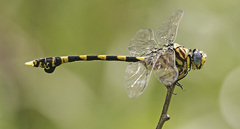 Ictinogomphus ferox