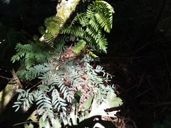 Leucaena