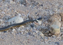 Diadophis punctatus regalis