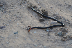 Diadophis punctatus regalis