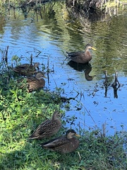 Anas platyrhynchos × fulvigula