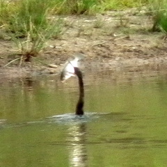 Anhinga rufa rufa