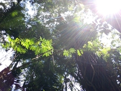 Leucaena