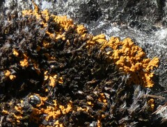 Xanthorioideae
