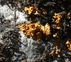 Xanthorioideae