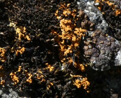 Xanthorioideae
