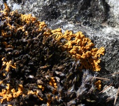 Xanthorioideae