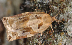 Archips xylosteana