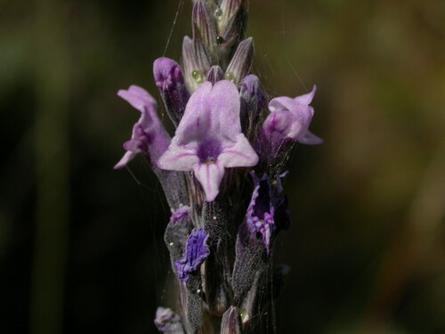 Lavandula buchii Webb & Berthel.