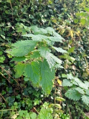Urtica