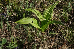 Veratrum nigrum