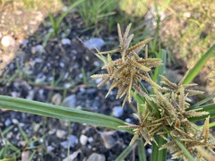 Cyperus pilosus