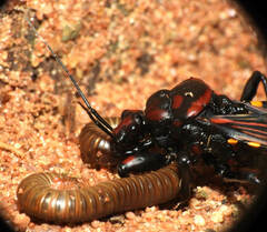 Brontostoma colossus