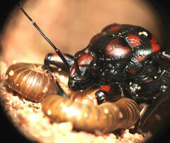 Brontostoma colossus
