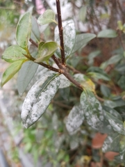 Erysiphe penicillata