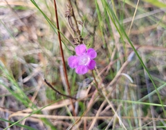 Agalinis filifolia