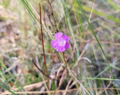Agalinis filifolia