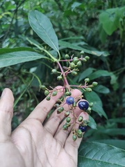 Palicourea padifolia