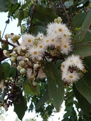 Eucalyptus camaldulensis simulata