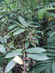 Palicourea padifolia