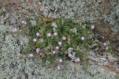 Spergularia