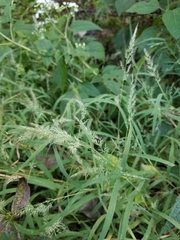 Muhlenbergia frondosa