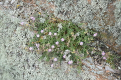 Spergularia