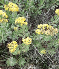 Senecio halimifolius