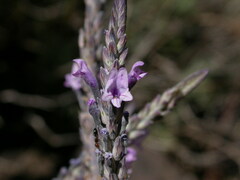 Lavandula buchii image