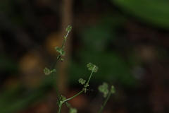 Sanicula liberta