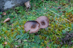 Pseudoclitocybe obbata