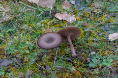 Pseudoclitocybe obbata