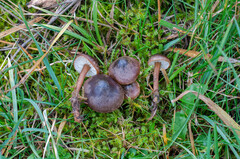 Calocybe obscurissima