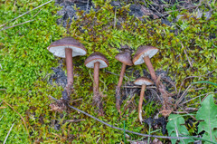 Calocybe obscurissima