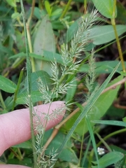 Muhlenbergia frondosa