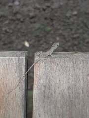 Anolis