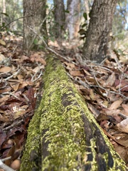 Chrysothrix xanthina