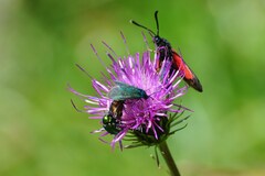 Cryptocephalus