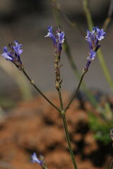 Lavandula canariensis image