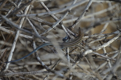 Aspidoscelis hyperythrus beldingi