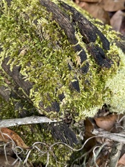 Chrysothrix xanthina