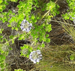 Psoralea bracteolata