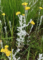 Helichrysum aureonitens