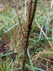 Liquidambar
